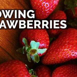 How to Grow Strawberries (Part 1): Planting Bare Root Strawberries, Sun, and Soil