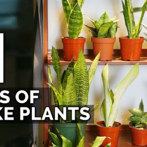 11 Snake Plant Varieties to Add To Your Collection ASAP