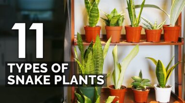 11 Snake Plant Varieties to Add To Your Collection ASAP