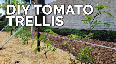 3 DIY Tomato Trellis Ideas, Perfect for ANY Budget 🍅