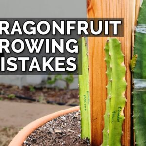 5 Dragon Fruit Growing Mistakes to Avoid