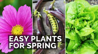 6 Easy Plants to Grow in Your Spring Garden 🌷 🥔