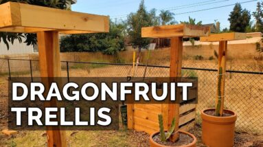 How to Build a Dragon Fruit Trellis and Plant Your First Dragon Fruit Cutting