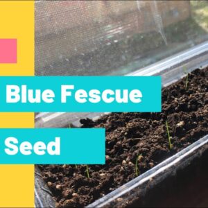 Start Blue Fescue From Seed | Seed Starting | Growing Grass | Ohio Zone 5 Gardening | Part One