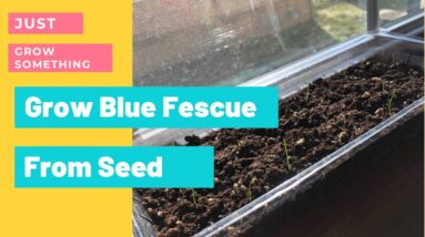 Start Blue Fescue From Seed | Seed Starting | Growing Grass | Ohio Zone 5 Gardening | Part One