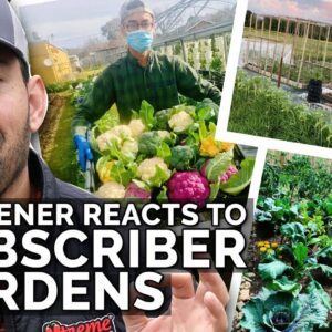 Gardener Reacts to Subscriber Gardens! 👀🌱🌿