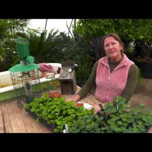 Garden Tips to Look for in February