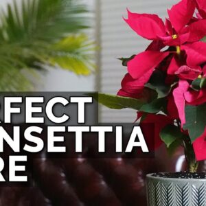 How to Care For Poinsettias (And Make Them Bloom Next Year)