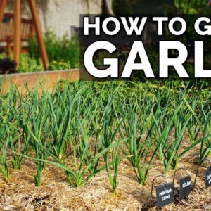 How to Grow Garlic (Part 2) | Water, Fertilizing, Pests & Diseases