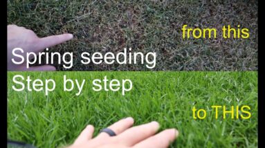 How to GROW GRASS in the SPRING successfully step by step