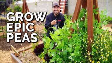 How to Grow Peas From Seed to Harvest