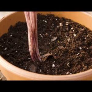 How to Propagate Plants on the Best of Oklahoma Gardening (#4727)