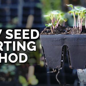 My NEW Favorite Seed Starting Method 🌱🌱🌱