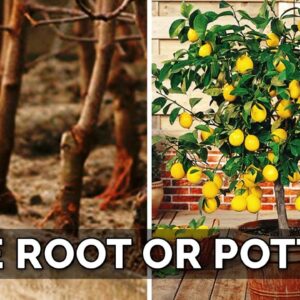 Potted vs. Bare Root Fruit Trees: Which to Choose? 🌳 🍑 🥑