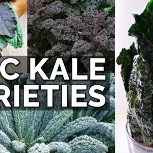 STOP Growing Boring Kale! 10 Kale Varieties to Plant NOW
