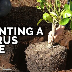 How to Plant Citrus Trees From Start to Finish (COMPLETE GUIDE) 🍊