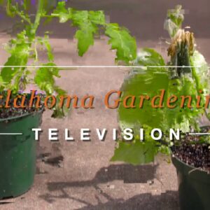 Spring Vegetable Planning and Planting on the Best of Oklahoma Gardening (#4732)