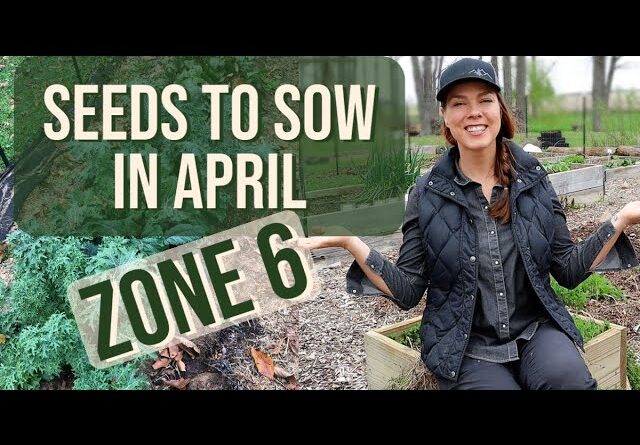 What to Sow from Seed in April - Zone 6