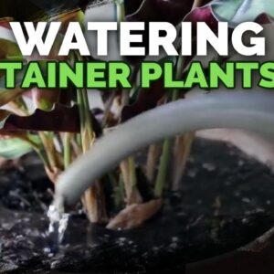 Watering Container Plants: Everything You Need to Know | 💦🌱