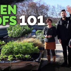 Green Roof Fundamentals: Building an Epic Rooftop Garden 🏠🌱