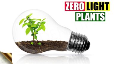 ZERO LIGHT INDOOR PLANTS THAT SURVIVE IN DARK | LOW LIGHT SHADE HOUSE PLANTS
