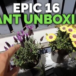 16 Plant HAUL: Unboxing & Transplanting Houseplants, Herbs, Ferns, and Flowers