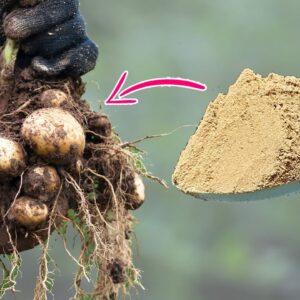 10 SECRETS TO GROWING  POTATOES FROM STORE BOUGHT POTATOES 🥔