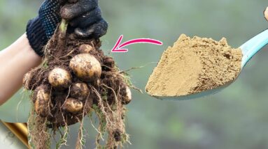 10 SECRETS TO GROWING  POTATOES FROM STORE BOUGHT POTATOES 🥔