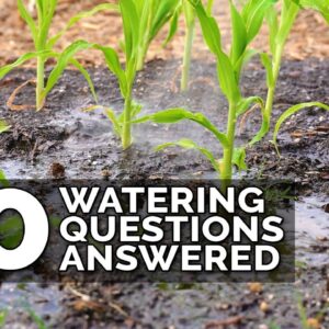 10 Ways to Water Your Garden Better