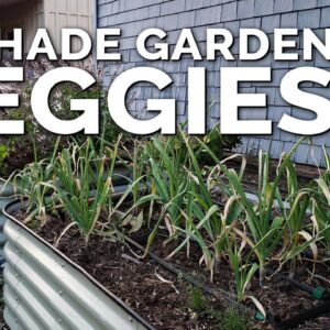 12 Perfect Vegetables To Grow in a Shady Garden Space