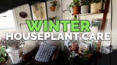 13 Winter Houseplant Care Tips 🌱❄️