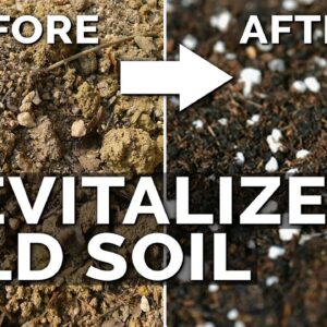 2 Easy Methods to Revitalize OLD Potting Soil