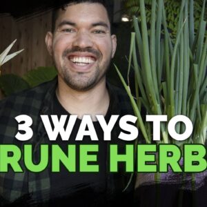 3 Methods for Pruning Herbs To Stimulate New Growth