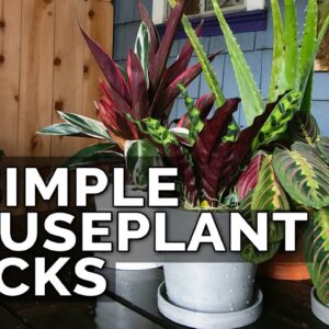 3 Simple Houseplant Care Tips to Keep Your Plants Healthy