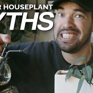 4 Houseplant Myths We Should Stop Believing