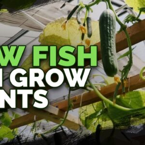 492lb of Cucumbers in 4 Weeks?! Aquaponics Greenhouse Tour
