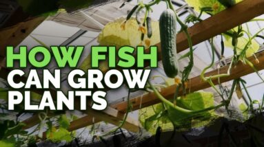 492lb of Cucumbers in 4 Weeks?! Aquaponics Greenhouse Tour
