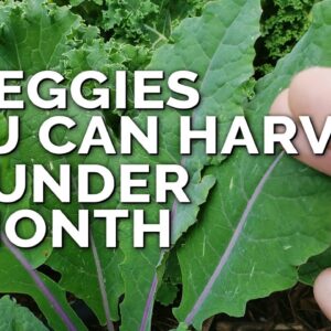 5 Fast Growing Veggies You Can Harvest in Under 1 Month