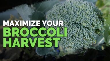 5 MUST-FOLLOW Tips for Harvesting Broccoli!