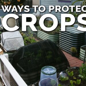 5 Simple Season Extension and Plant Protection Techniques