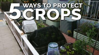5 Simple Season Extension and Plant Protection Techniques