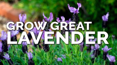 5 Tips to Growing Lavender Perfectly No Matter Where You Live