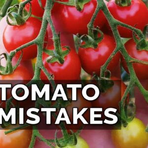 5 Tomato Grow Mistakes To Avoid