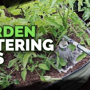 5 Watering Mistakes You're Probably Making