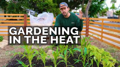 5 Ways to SAVE Your Garden During a Heat Wave!