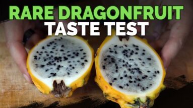6 Rare Dragonfruit Varieties Taste Test!