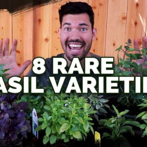 8 Basil Varieties You Might Not Know About...