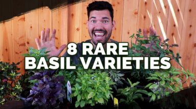 8 Basil Varieties You Might Not Know About...