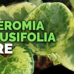 8 Peperomia Obtusifolia Care Tips and Tricks