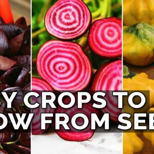 9 Easiest Edibles to Grow From Seed!